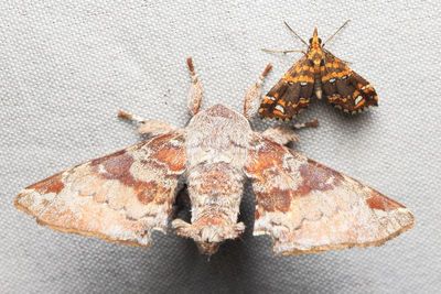 Apatelodes nina (Apatelodidae) & Psaliodes tripita (Geometridae)