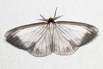 Perigramma cf. (Geometridae: Ennominae)