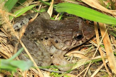 Dwarf Jungle Frog, Leptodactylus wagneri (Leptodactylidae)