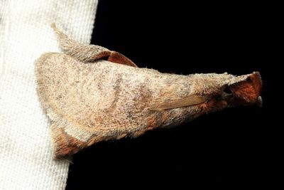 Slug Moth, Perola subpunctata (Limacodidae)