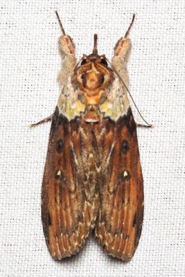 Iscadia producta (Nolidae: Eligminae)