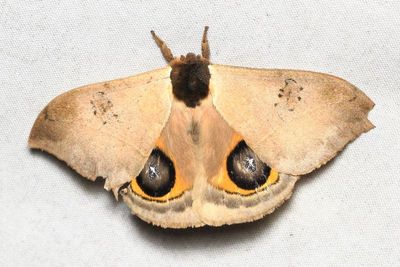 Automeris nr. orestes (Saturniidae: Hemileucinae)