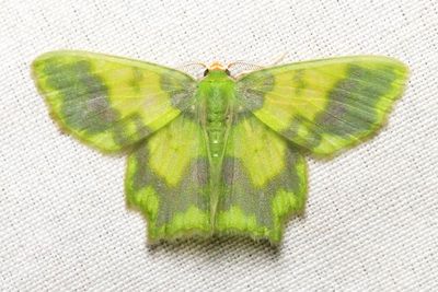 Emerald, Cathydata batina (Geometridae: Geometrinae)