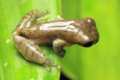 Boana nigra (Hylidae)
