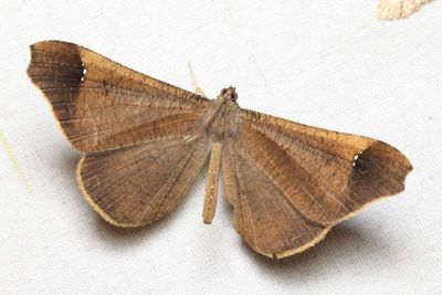 Moth-Butterfly, Macrosoma stabilinota (Hedylidae)