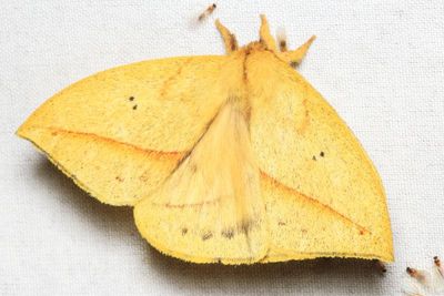 Catacantha sp. (Saturniidae: Hemileucinae)