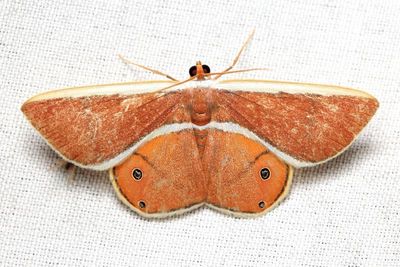 Opisthoxia eusiraria (Geometridae: Ennominae)