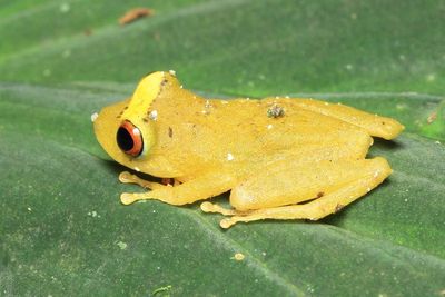 Pristimantis quaquaversus (Strabomantidae: Pristimantinae)