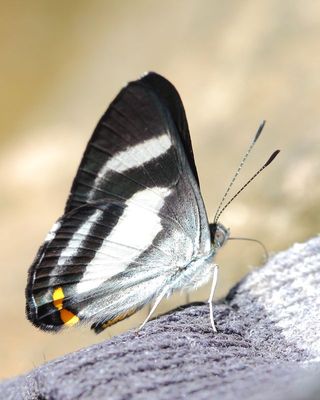 Siseme alectryo (Riodinidae)