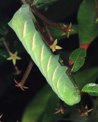 Sphinx caterpillar, Eumorpha sp. (Sphingidae: Macroglossinae)
