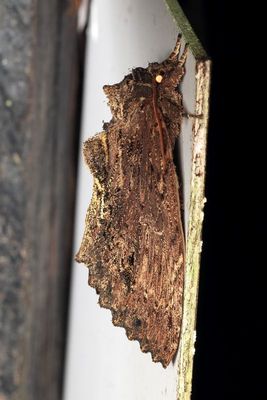 Naprepa sp. (Notodontidae)