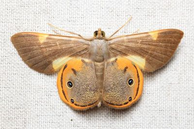 Opisthoxia haemon (Geometridae: Ennominae)