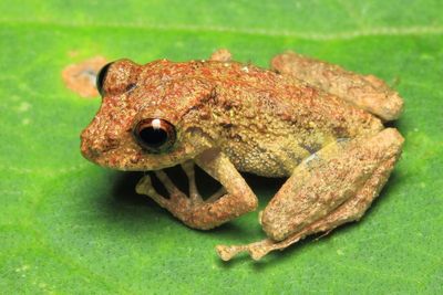 Pristimantis altamazonicus (Strabomantidae: Pristimantinae)