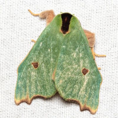 Rosema deolis (Notodontidae)