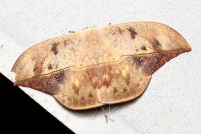 Oxytenis modestia (Saturniidae: Oxyteninae)