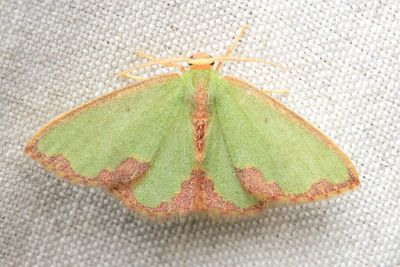 Emerald, Oospila fimbripedata (Geometridae: Geometrinae)