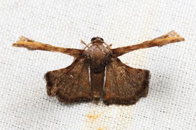 Lepidoptera, unknown