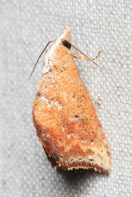 Proroblemma sp. (Erebidae: Boletobiinae)