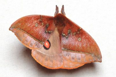 Gamelia abasia (Saturniidae: Hemileucinae)