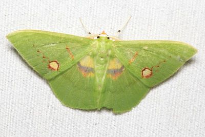 Rhodochlora brunneipalpis (Geometridae: Geometrinae)