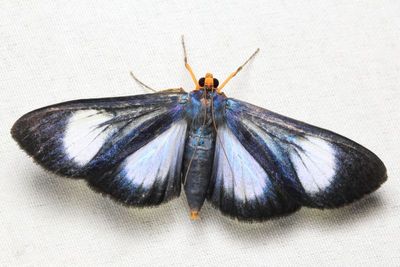 Snout Moth, Omiodes grandis (Crambidae: Spilomelinae)