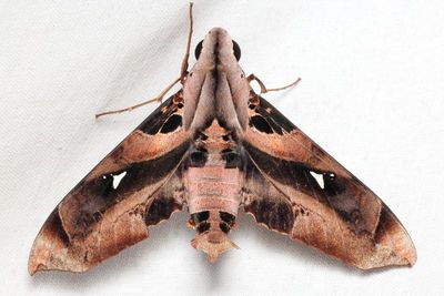 Hawk Moth, Madoryx plutonius (Sphingidae: Macroglossinae)
