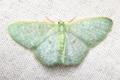 Emerald (Geometridae: Geometrinae)