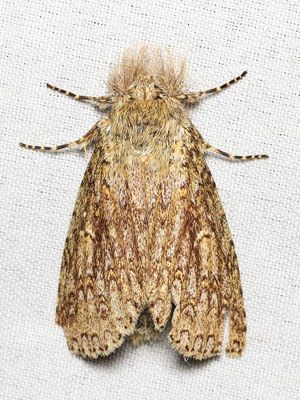 Prominent (Notodontidae: Heterocampinae)