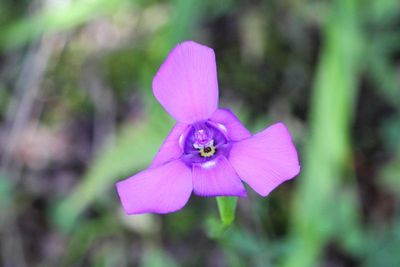 Flora of Ecuador: Pululahua