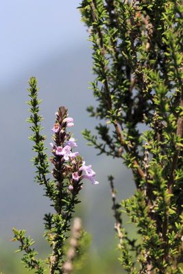 Clinopodium fasciculatum (Lamiaceae: Nepetoideae)