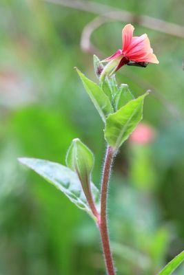 Evening Primrose, Oenothera epilobiifolia (Onagraceae)