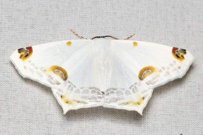 Sericoptera mahometaria (Geometridae: Ennominae)