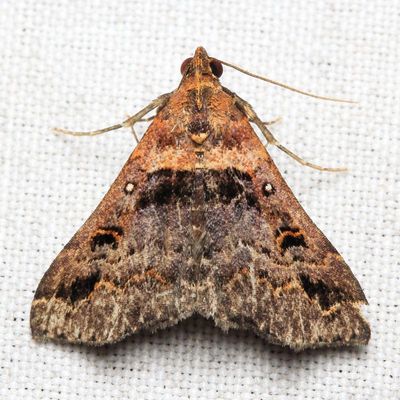 Litter Moth (Erebidae: Herminiinae)