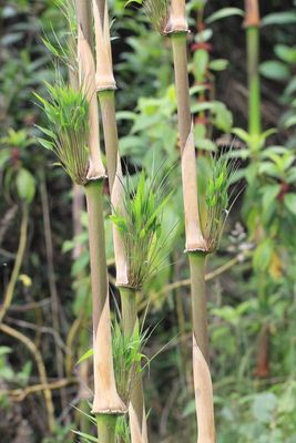 Andean Bamboo, Chusquea scandens (Poaceae: Bambusoideae)