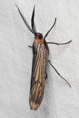 Tiger Moth (Erebidae: Arctiinae)