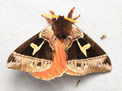 Dirphia napoensis (Saturniidae: Hemileucinae)