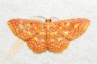 Eois sp. (Geometridae: Larentiinae)