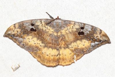 Janiodes sp. (Saturniidae: Cercophaninae)