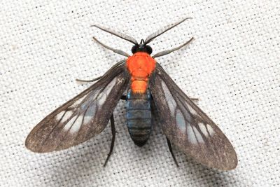 Saurita hilda (Erebidae: Arctiinae)