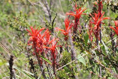 Pitcairnia sp. (Bromeliaceae: Pitcairnioideae)