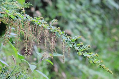 Tutu, Coriaria ruscifolia (Coriariceae)