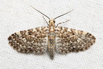 Pug Moth, Eupithecia sp. (Geometridae: Larentiinae)
