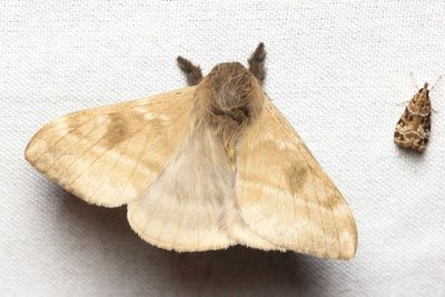 Hylesia nr. nigricans (Saturniidae: Hemileucinae)