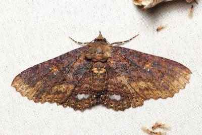 Zale sp. (Erebidae: Erebinae)