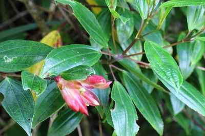 Mountain Grape, Cavendishia bracteata (Ericaceae)