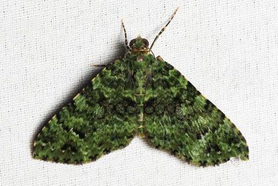 Hammaptera cf. (Geometridae: Larentiinae)