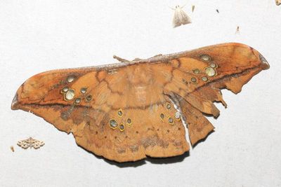 Copaxa cf. satellita (Saturniidae: Saturniinae)