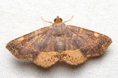 Antiblemma abstrusa (Erebidae: Eulepidotinae)