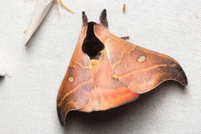 Hylesia nanus (Saturniidae: Hemileucinae)
