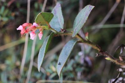 Borachera Fruit, Gaultheria erecta (Ericaceae)